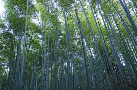 冷静的自然植物从侧面看到的竹林绿色日本竹子背景在从侧面看见的森林中根茎图片