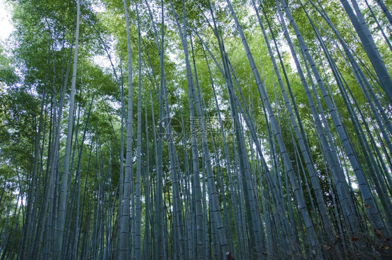 冷静的自然植物从侧面看到的竹林绿色日本竹子背景在从侧面看见的森林中根茎图片