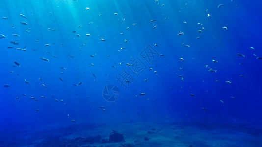 潜水员海洋阳光下的水风景学校图片