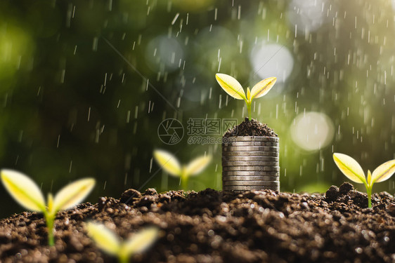 硬币堆放在地上雨水喷洒时树苗在顶部生长而雨又在喷洒尽管财富堆叠的图片