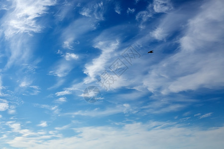 夏天蓝色空的海鸥与美丽白云晴天和平图片