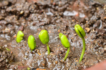 季节种植罗望龙芽的步伐脆弱农业图片