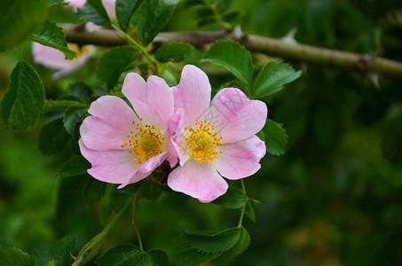 图林根夏天的玫瑰香颜色自然图片