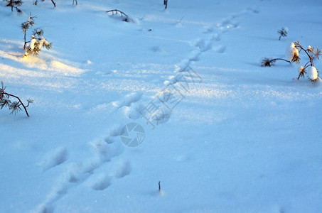 季节雪上脚印和阴影花动物图片