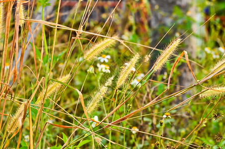 池塘湖芦苇花风图片