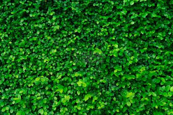 人群特写常绿树篱植物墙纹理背景中的小绿叶生态常树篱墙后院花园的观赏植物许多叶子减少空气中的灰尘自然背景污染户外图片