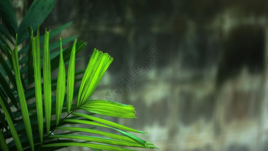 抽象的优质在一个热带院子里装饰绿色棕榈叶的热带院子里混凝土泥瓦材料在背景中模糊不清单元图片
