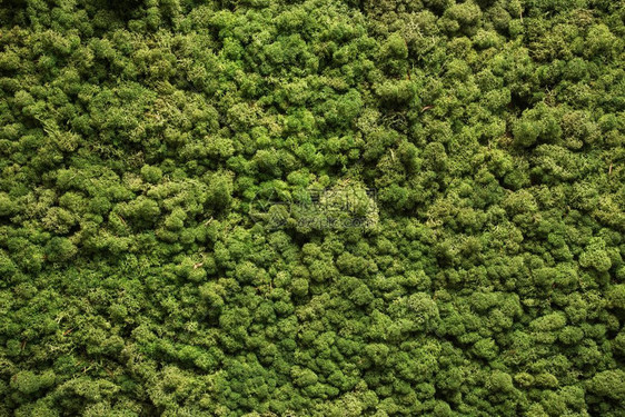 苔藓纹理背景垃圾纹理上的绿色苔藓背景自然垃圾纹理上的绿色苔藓背景雨活地衣图片