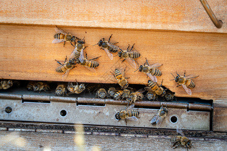 养蜂人黄色的蜜在入口处从收集蜂蜜返回黄窝的蜜回来时聚群警卫在蜜流动后不再抢劫蜜蜂而恢复动物图片