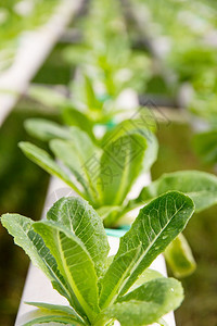 新鲜水栽培植物农场的图象吃户外图片