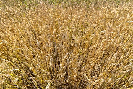 天然背景耳麦上面的黄金成熟的小麦田植物草地多于图片