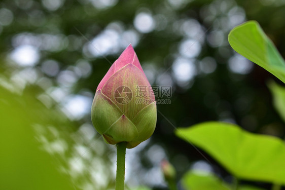 花的Lotus绿色自然背景的莲花Lotus大自然中美丽的粉色热带图片