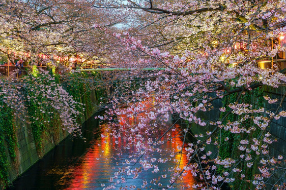 在日本东京的黄昏时在超级运河采樱花开旅游季节水路图片