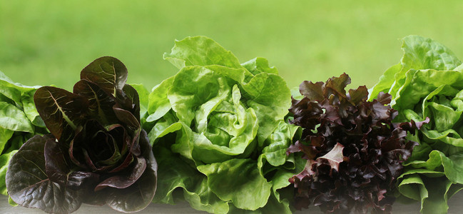栽培一排绿色和红生菜一排绿和红生菜沙拉饮食图片