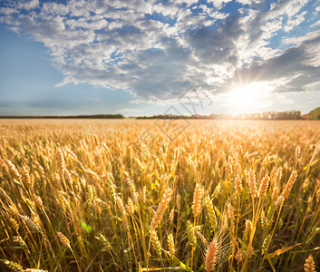 谷物蓝天下小麦的金耳朵蓝天下小麦的金耳朵自然成熟图片