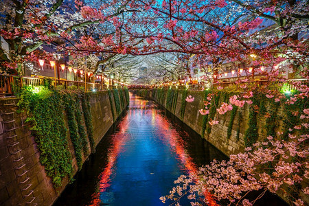 亚洲人白色的在日本东京黄昏时在超级运河采樱花开夜晚图片