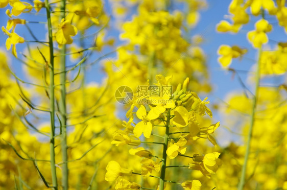 开花的油菜黄色关闭瓣农业植物图片