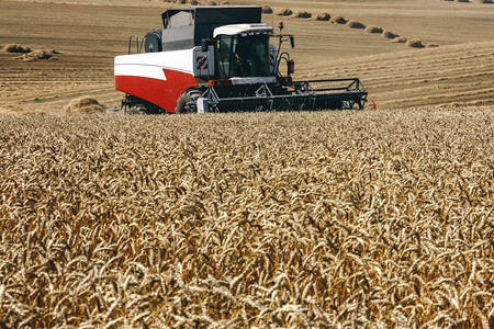 生产夏季日在小麦领域合并工作收割活动天成熟图片