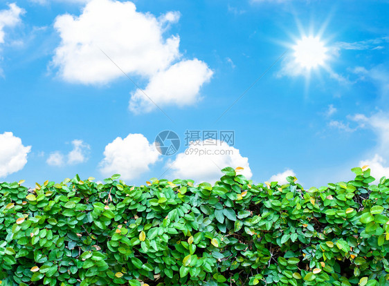 植物日出与有太阳束的蓝天光图片