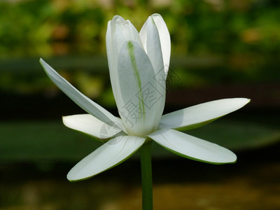 白莲花图片