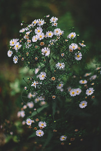 天带白花的春季节背景白色的环境图片