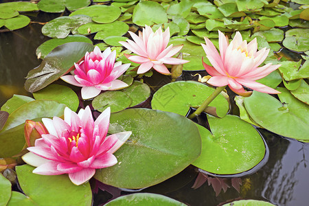 夏季池塘中的粉色荷花图片