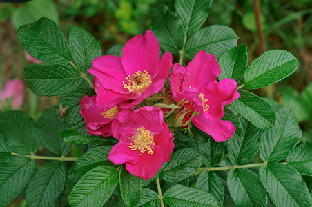 有机的一种树枝上玫瑰花野的生和成熟的胡萝卜红玫瑰野和成熟的桃子衬套图片