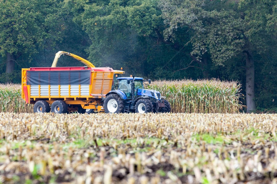 农村庄稼田民在秋天收割业用地玉米的拖拉机上图片