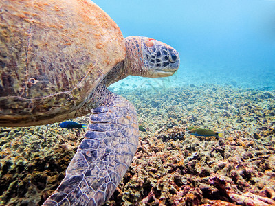 绿海龟CheloniaMydas的下水照片是一头海洋动物正在泰国KoTao岛珊瑚上寻找食物绿海龟的下水照片在面热带图片