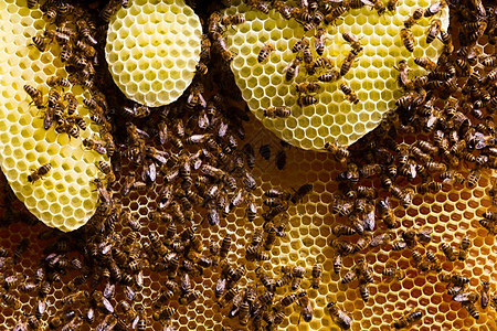 蜜蜂和蜂蜜图片