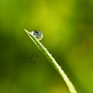 草地上的露水特写图片