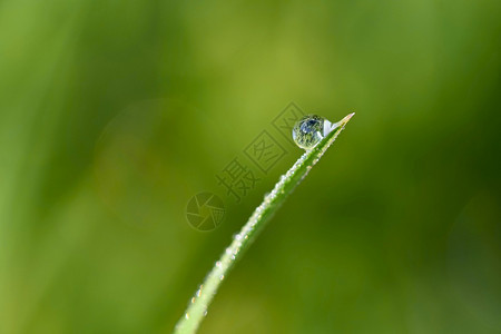 草地上的露水特写图片