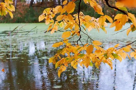 秋季森林和湖泊池塘分枝上有黄叶的支池塘秋林和湖上还有黄叶的分支反射金干净图片
