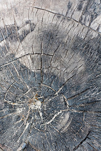 自然风湿的灰树灌木块切质自然天气的灰树块纹质同心抽象的柴图片
