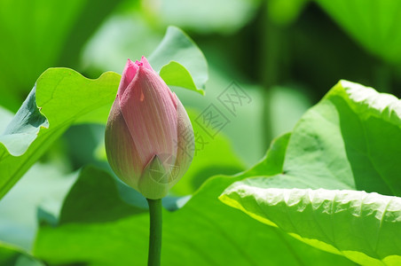 夏季池塘中的粉色荷花花苞背景图片