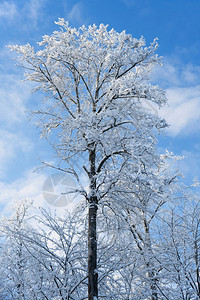 冬季雪景风光图片