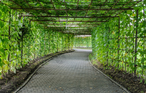 有角度的丝瓜植物Luffaacutangula树隧道种植园结石户外图片