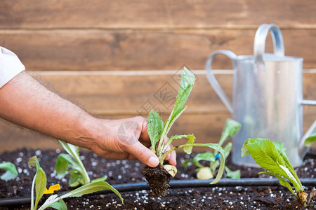 爱好带有灌溉和小针叶植物的有机园圃手食物图片