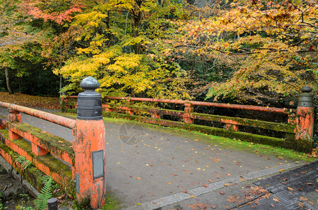 在日本京都的红桥上日本山坡树的美丽秋色黄场景沥青图片