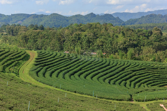 山上美丽的茶叶种植场乡村的农景观图片