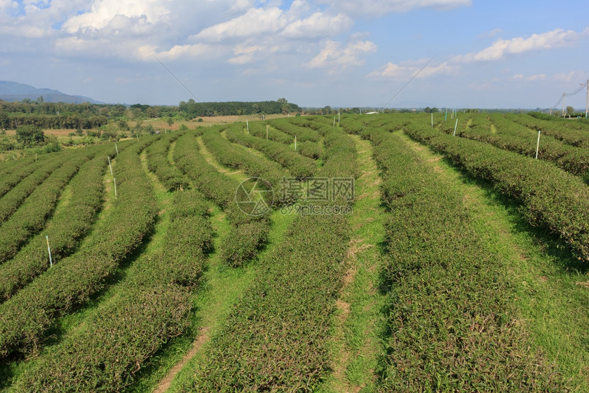 山上美丽的茶叶种植场农业木制的田图片