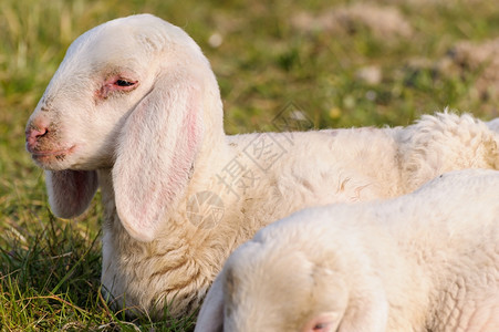 乡村的躺在草原上羊羔肖像肉牧场图片