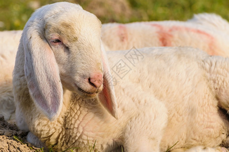说谎少年躺在草原上的羊羔肖像毛图片