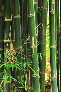 竹子抽象的幻想丛林图片