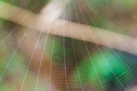森林里网上的蜘蛛黑暗黏露珠图片