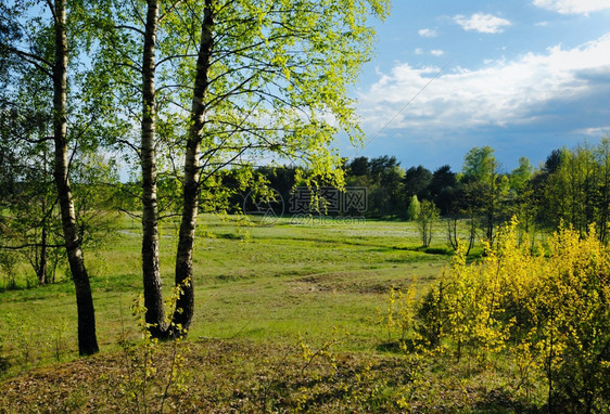 农村地貌树叶的青子5月初开始场景乡村的年轻图片