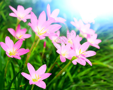 花园中美丽的粉红色花朵颜夏天场景图片