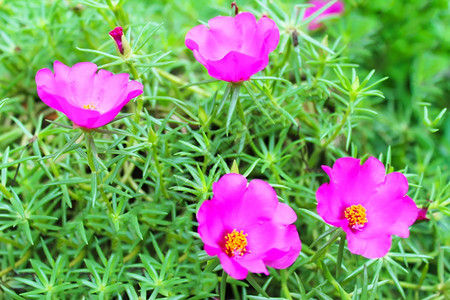 春天玉石花园中美丽的粉红色花朵图片