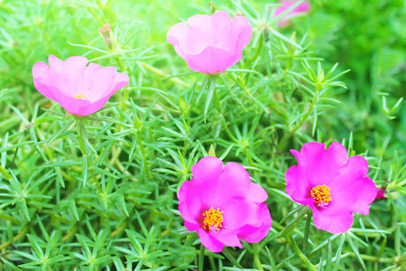 花束天的园中美丽粉红色花朵图片
