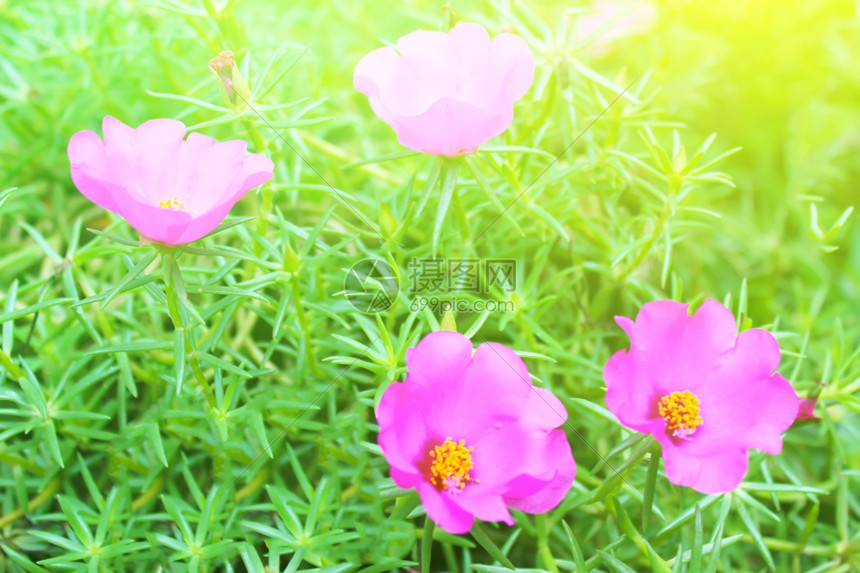 粉色的场地植物群花园中美丽的粉红色花朵图片